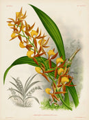 Jean Linden Mormodes Lawrenceanum Orchid - Panteek Antique Prints
