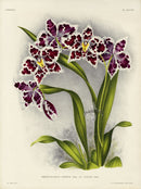 Jean Linden Odontglossum Crispum - Panteek Antique Prints