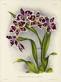 Jean Linden Odontglossum Crispum - Panteek Antique Prints