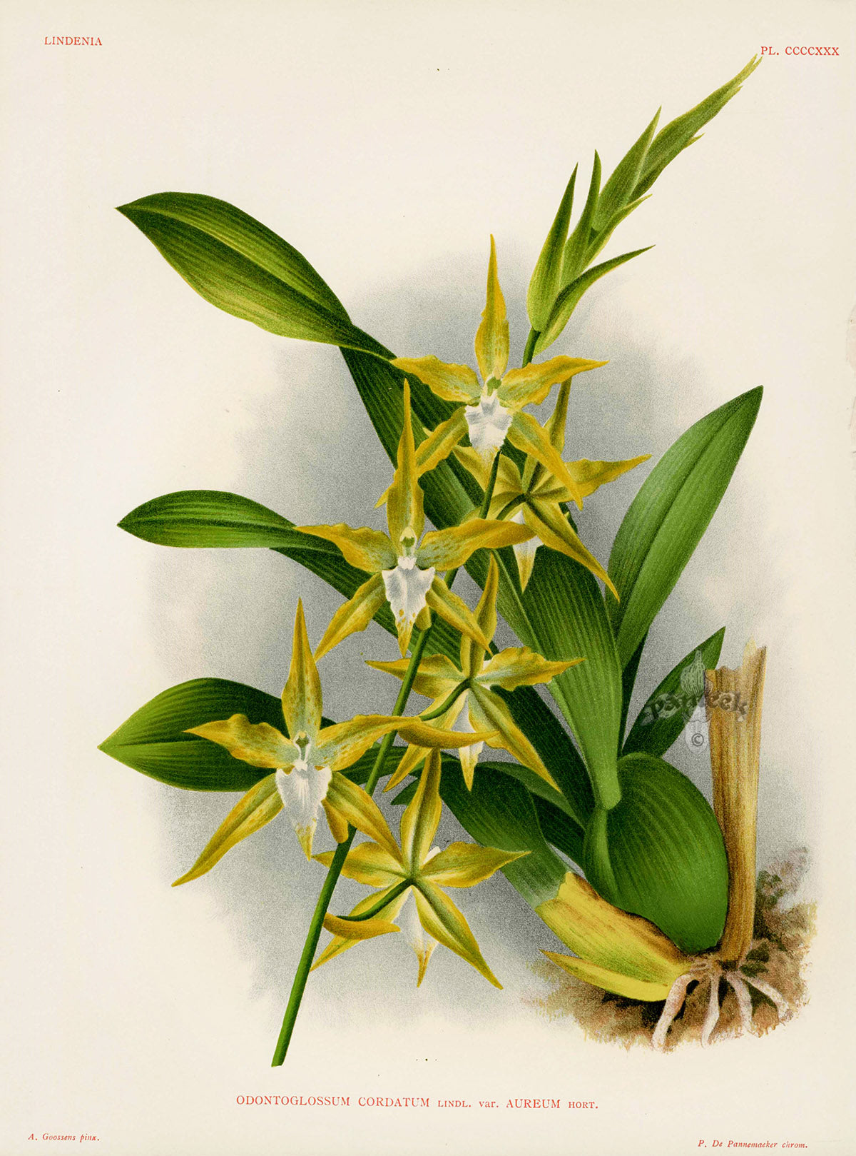 Jean Linden Odontoglossum Cordatum Orchid
