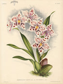 Jean Linden Odontoglossum Crispum - Panteek Antique Prints