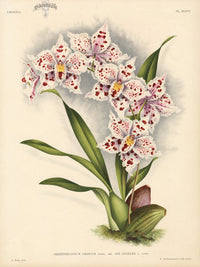 Jean Linden Odontoglossum Crispum - Panteek Antique Prints