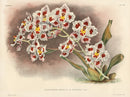 Jean Linden Odontoglossum Crispum - Panteek Antique Prints