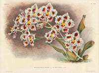 Jean Linden Odontoglossum Crispum - Panteek Antique Prints