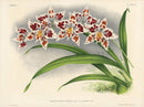 Jean Linden Odontoglossum Crispum - Panteek Antique Prints
