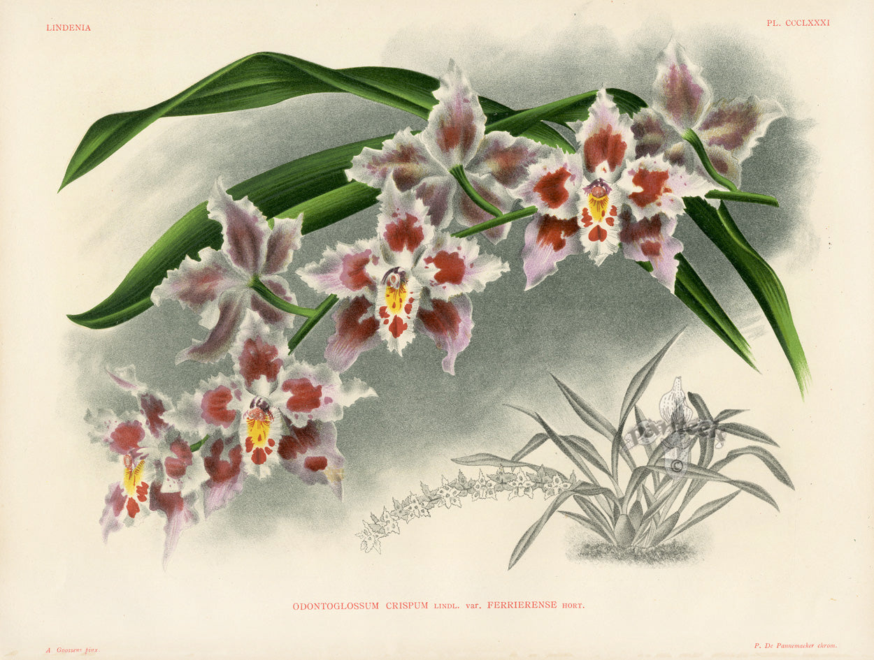 Jean Linden Odontoglossum Crispum