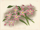 Jean Linden Odontoglossum Crispum - Panteek Antique Prints