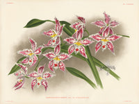 Jean Linden Odontoglossum Crispum - Panteek Antique Prints