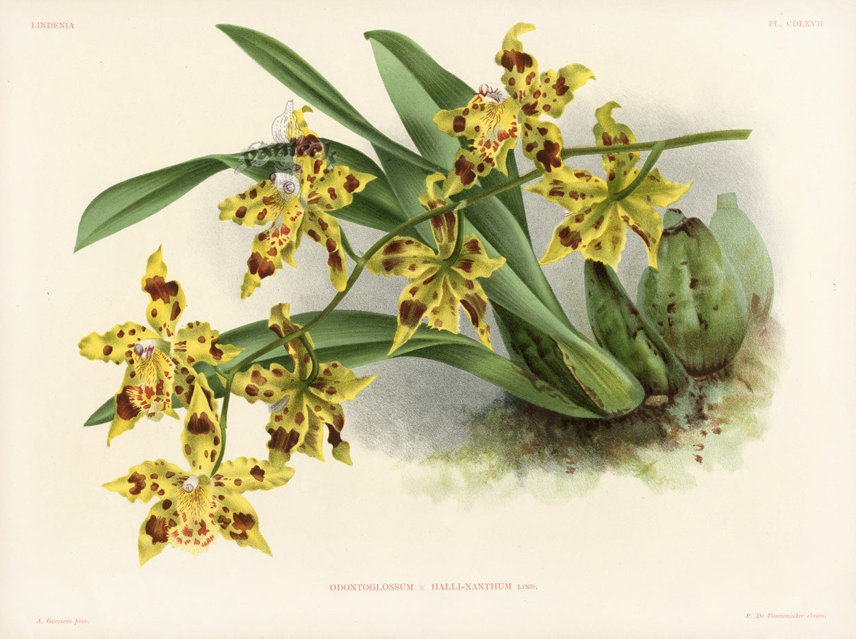 Jean Linden Odontoglossum Halli-Xanthum