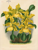 Jean Linden Odontoglossum Insleayi - Panteek Antique Prints