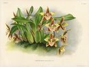 Jean Linden Odontoglossum Maculatum - Panteek Antique Prints