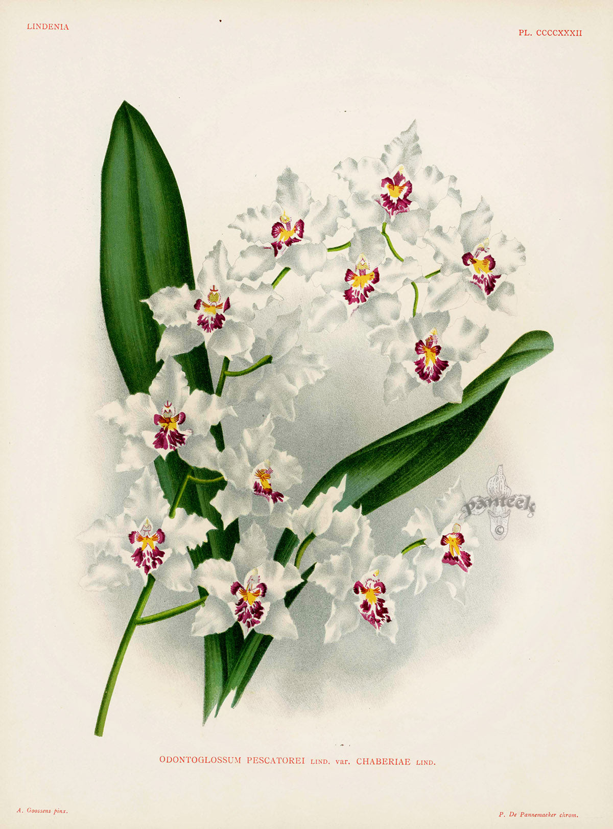 Jean Linden Odontoglossum Pescatorei Orchid