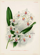 Jean Linden Odontoglossum Pescatorei Orchid - Panteek Antique Prints