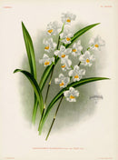 Jean Linden Odontoglossum Pulchellum Orchid - Panteek Antique Prints