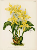 Jean Linden Odontoglossum Schlieperianum Orchid - Panteek Antique Prints