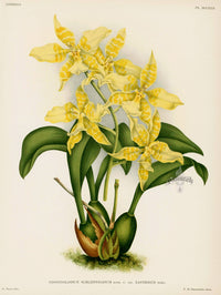 Jean Linden Odontoglossum Schlieperianum Orchid - Panteek Antique Prints