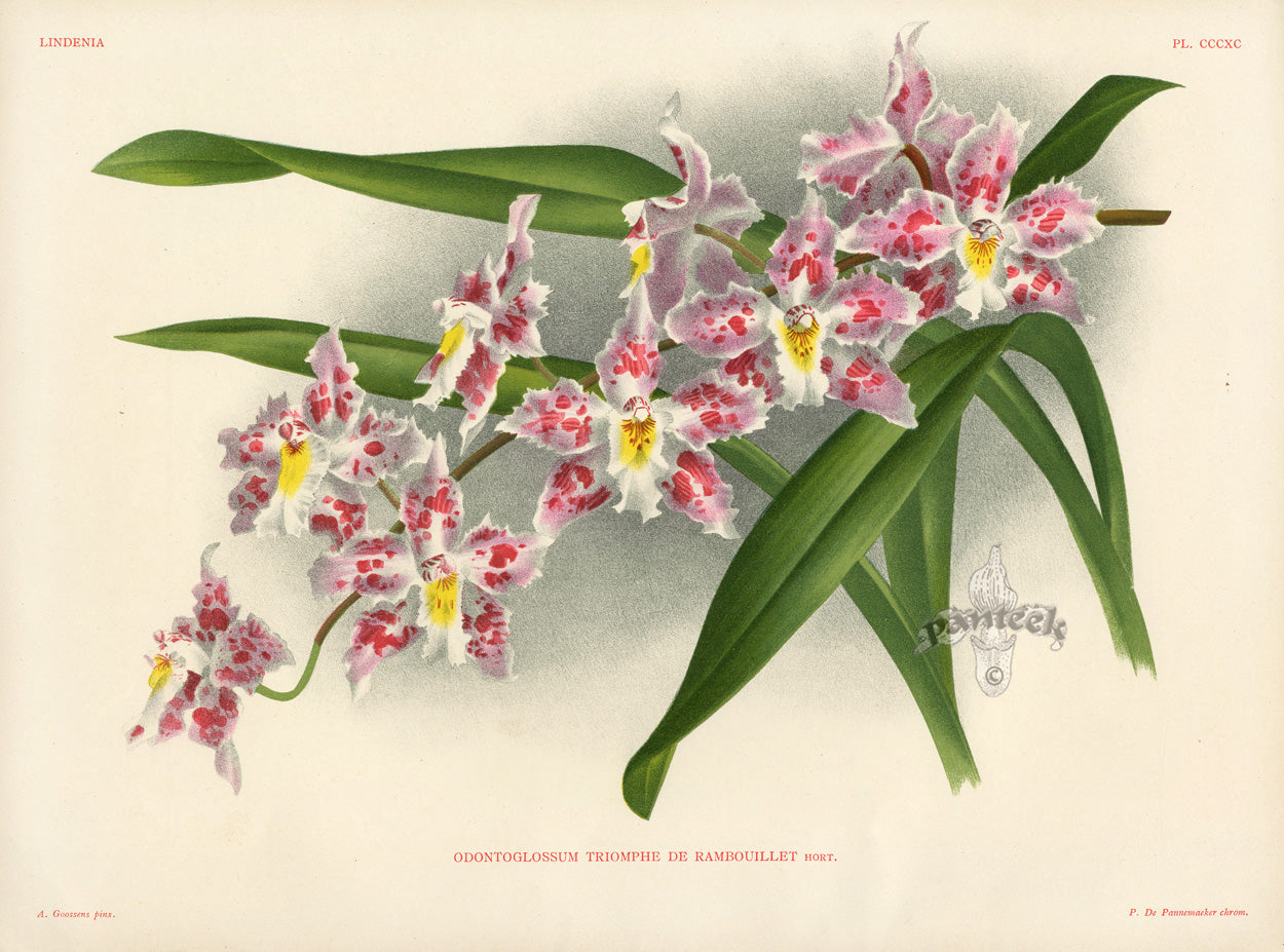 Jean Linden Odontoglossum Triomphe de Rambouillet