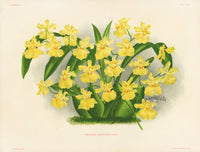 Jean Linden Oncidium Cristatum - Panteek Antique Prints