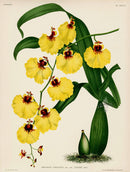 Jean Linden Oncidium Varicosum Orchid - Panteek Antique Prints