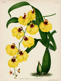 Jean Linden Oncidium Varicosum Orchid - Panteek Antique Prints