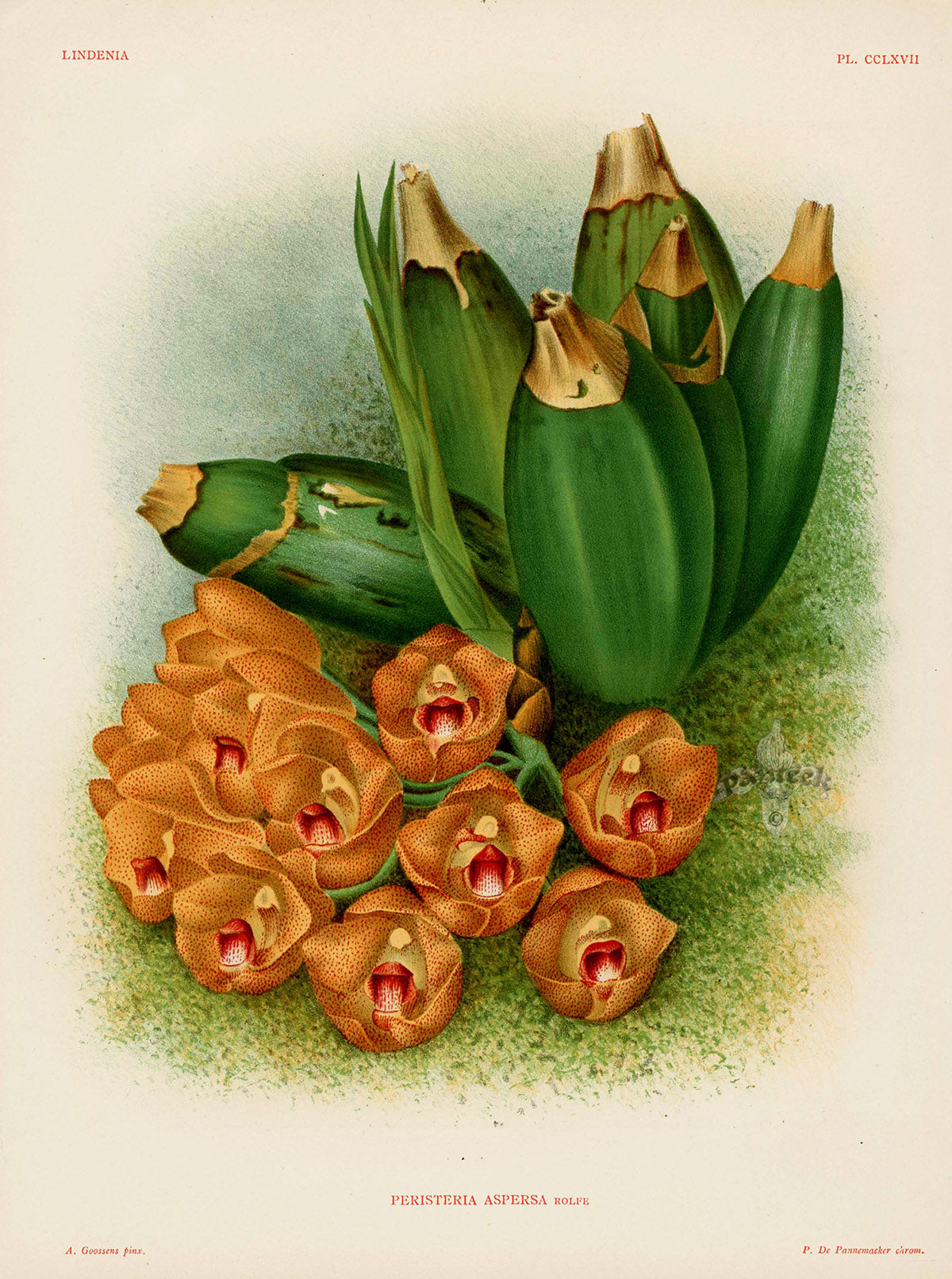 Jean Linden Peristeria Aspersa Orchid