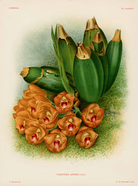 Jean Linden Peristeria Aspersa Orchid - Panteek Antique Prints