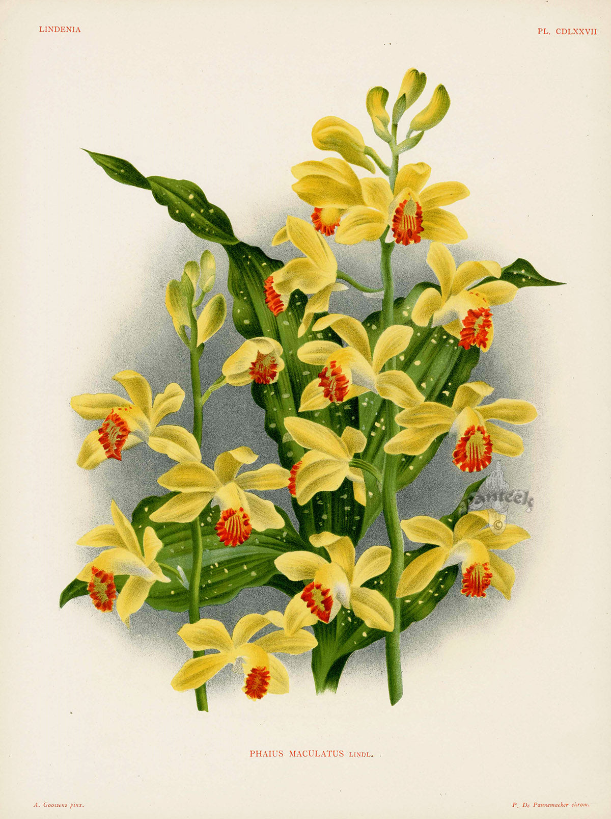 Jean Linden Phaius Maculatus Orchid