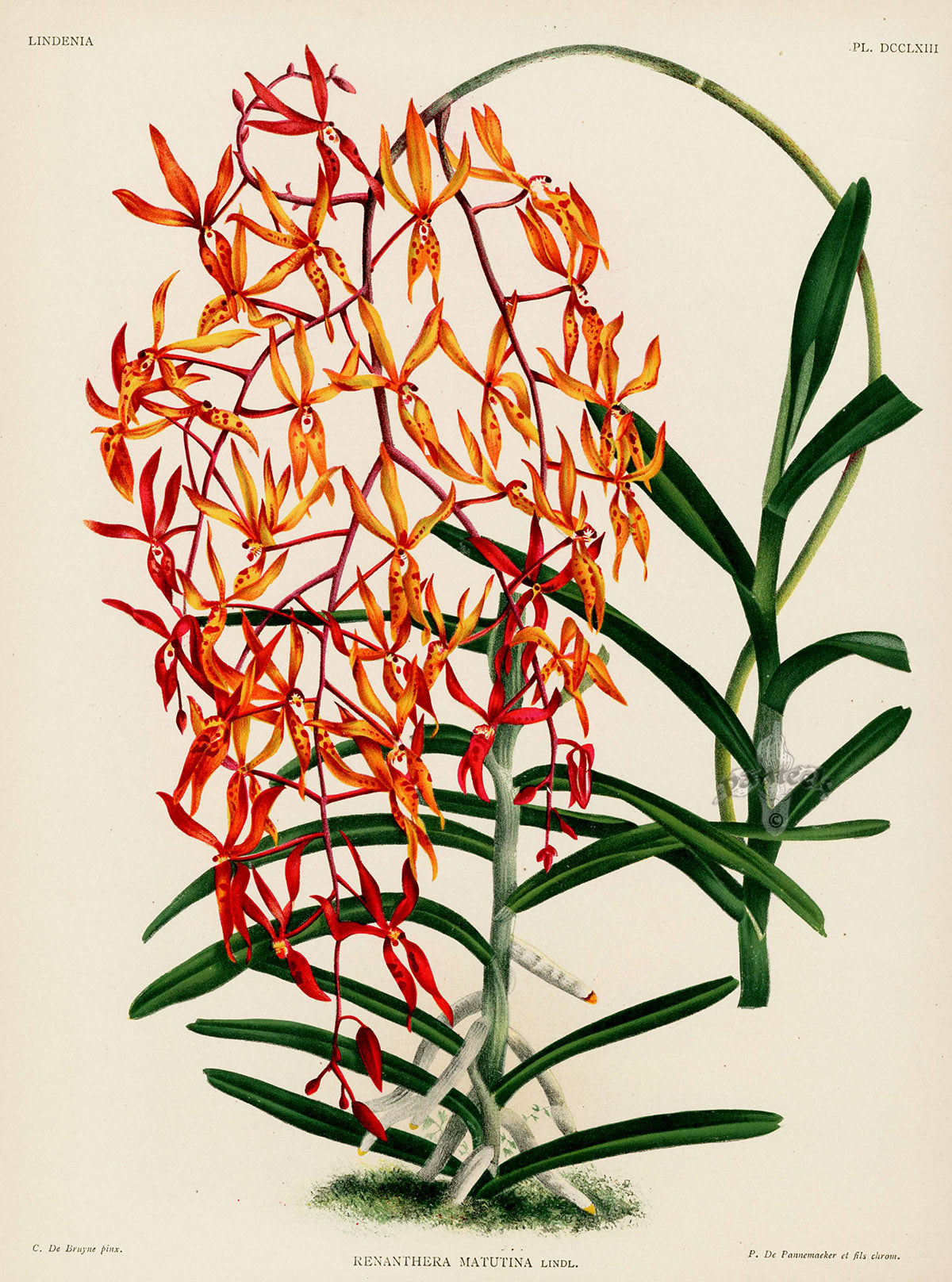 Jean Linden Renathera Matutina Orchid