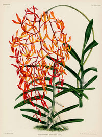 Jean Linden Renathera Matutina Orchid - Panteek Antique Prints