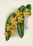 Jean Linden Stauropsis Gigantea Orchid - Panteek Antique Prints