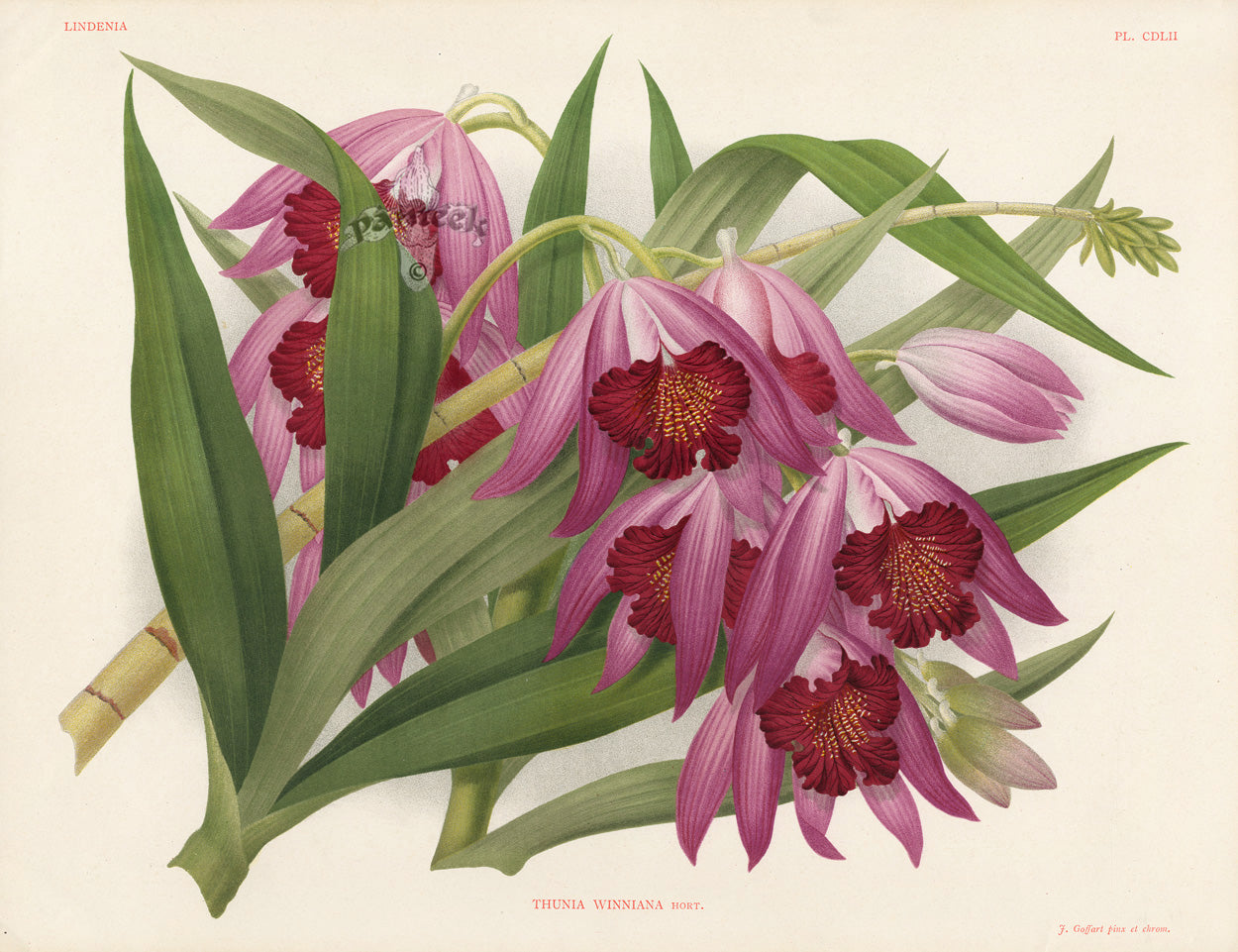 Jean Linden Thunia Winniana