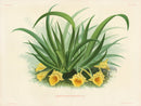 Jean Linden Trichocentrum Triquetrum - Panteek Antique Prints
