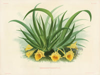 Jean Linden Trichocentrum Triquetrum - Panteek Antique Prints