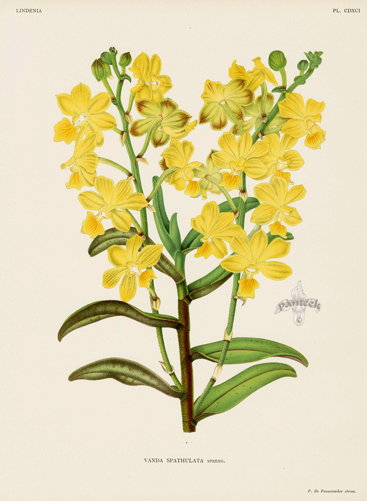 Jean Linden Vanda Spathulata Orchid