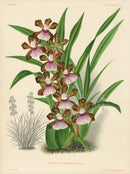 Jean Linden Zygopetalum Graminifolium - Panteek Antique Prints