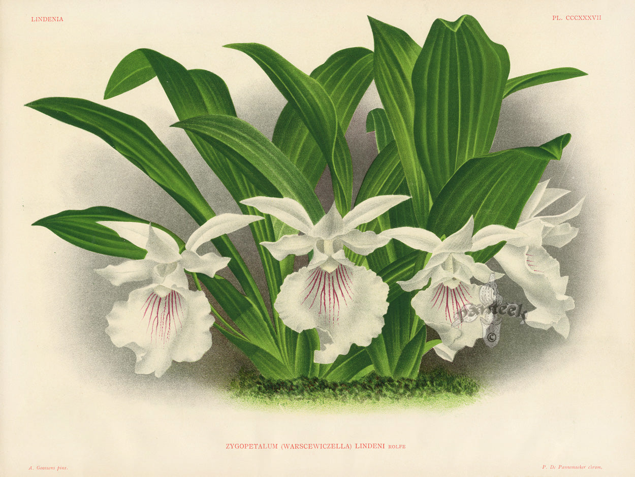 Jean Linden Zygopetalum Lindeni