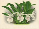Jean Linden Zygopetalum Lindeni - Panteek Antique Prints