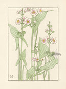 Jeannie Foord Pochoir Flower Print Arrowhead - Panteek Antique Prints