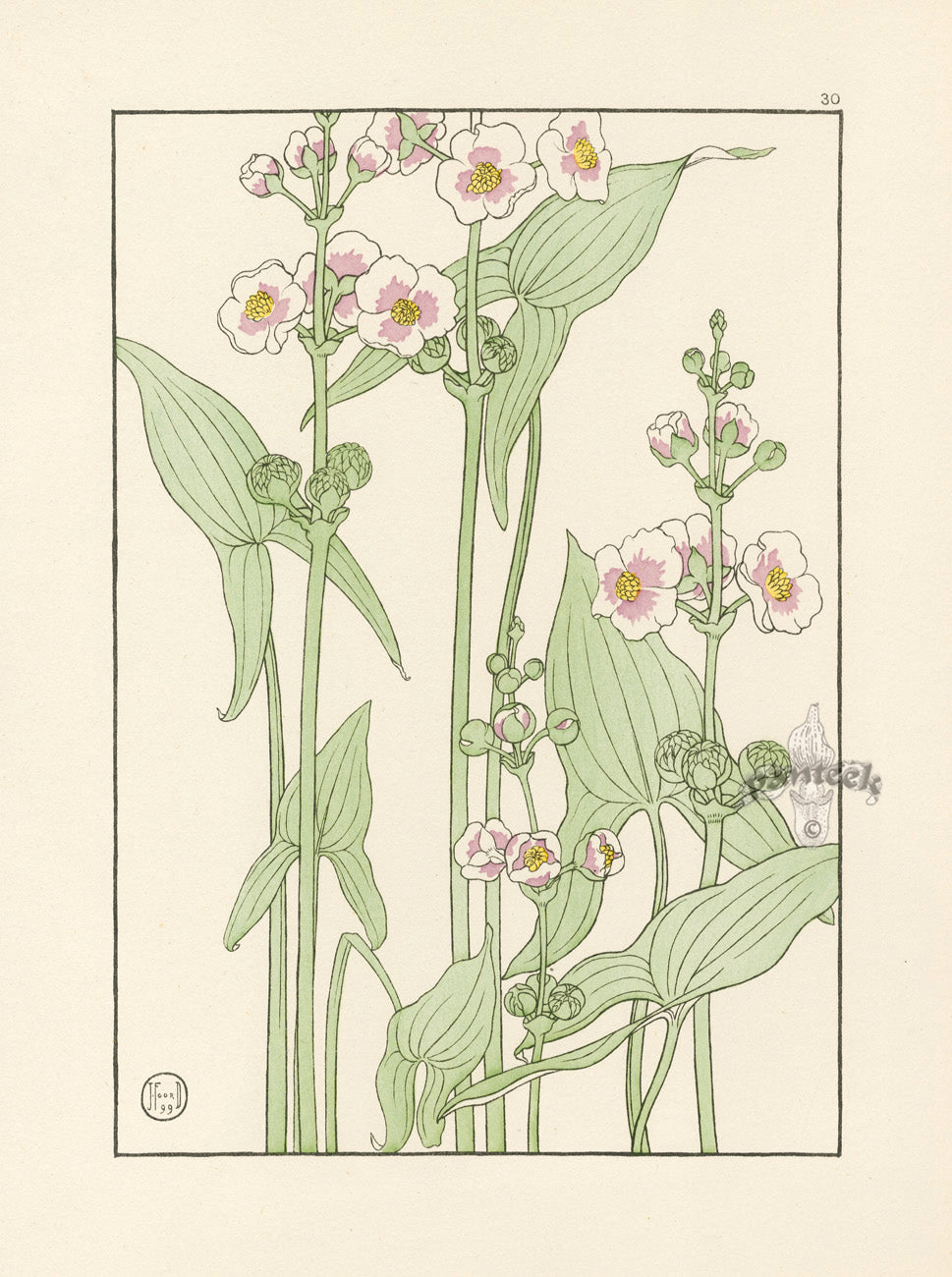 Jeannie Foord Pochoir Flower Print Arrowhead