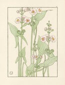 Jeannie Foord Pochoir Flower Print Arrowhead - Panteek Antique Prints