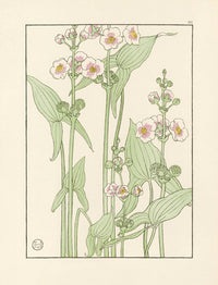 Jeannie Foord Pochoir Flower Print Arrowhead - Panteek Antique Prints