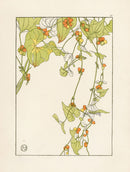 Jeannie Foord Pochoir Flower Print Black Bryony - Panteek Antique Prints