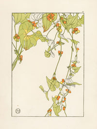 Jeannie Foord Pochoir Flower Print Black Bryony - Panteek Antique Prints