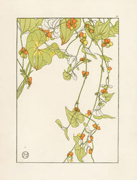 Jeannie Foord Pochoir Flower Print Black Bryony - Panteek Antique Prints