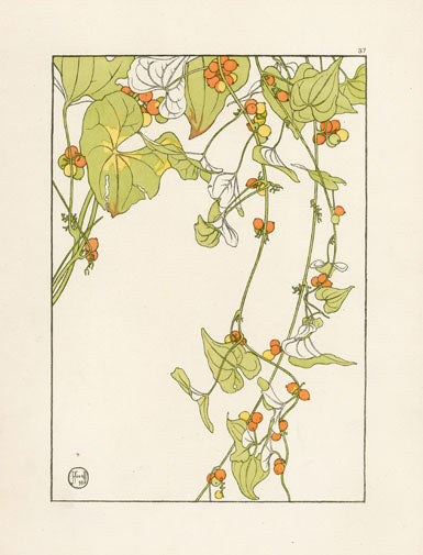 Jeannie Foord Pochoir Flower Print Black Bryony - Panteek Antique Prints