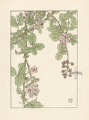 Jeannie Foord Pochoir Flower Print Bramble - Panteek Antique Prints