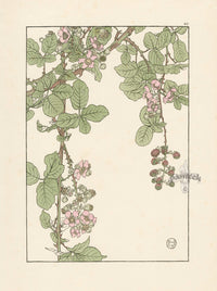 Jeannie Foord Pochoir Flower Print Bramble - Panteek Antique Prints
