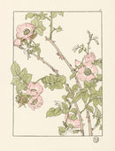 Jeannie Foord Pochoir Flower Print Briar Rose - Panteek Antique Prints