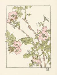 Jeannie Foord Pochoir Flower Print Briar Rose - Panteek Antique Prints