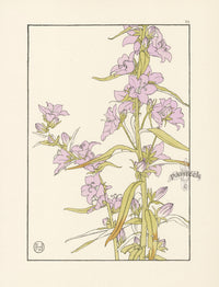 Jeannie Foord Pochoir Flower Print Campanula - Panteek Antique Prints